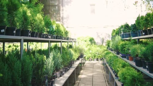 A Vibrant and Diverse Plant Nursery That is Filled with a Wide Array of Potted Plants Showcasing