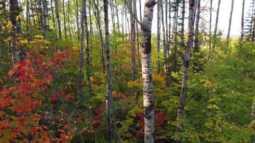 Drone flies through a forest covered in beautiful autumn colors.