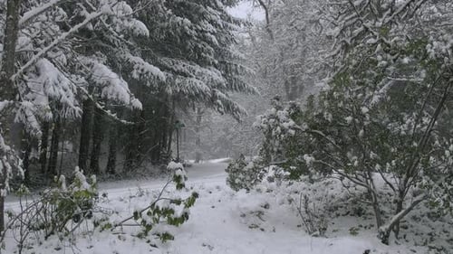 Schneebedeckter Winterwaldweg