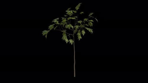 Sycamore Maple Sapling blowing in the wind Loop Animation. Alpha Channel. Loop Animation