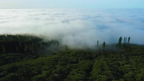 Aerial View of Evergreen Forest Encased in Fog