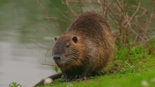 Nutria se sienta y se limpia sola en la naturaleza salvaje Primer plano de una nutria acuática en un lago, hábitat natural de