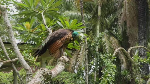 A beautiful, colorful peacock perched on a branch against a backdrop of green leaves, cleaning its f