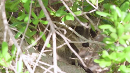 racoon mammal in tree behind branches