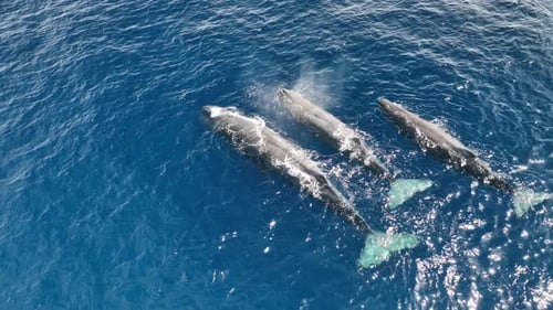 Aerial view of sperm whales swimming in ocean, Mexico.