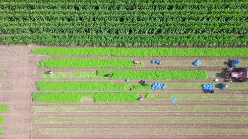 Organic farm work - Aerial footage of workers manually picking fresh Parsley