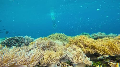 Person Snorkeling Above Vibrant Coral Reef with Fish
