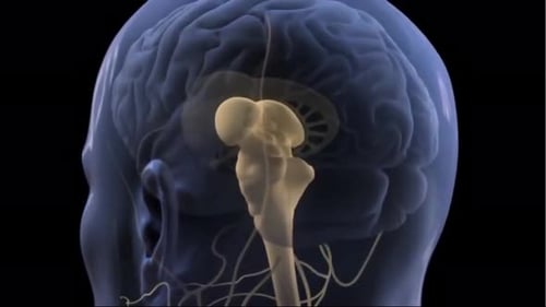 3D Brain Impulse Transmission Animation