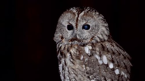 Nahaufnahme, die die Gesichtszüge einer Eule zeigt, insbesondere ihre großen Augen, den Blick der Eulen und