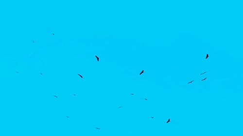 Flock of migratory birds fly in circles against blue sky