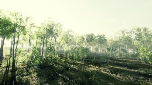 Sunlight Filtering Through Green Forest Trees