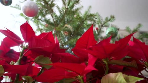 Red Christmas Poinsettia flowers seen next to Christmas tree, a common household seasonal decoration