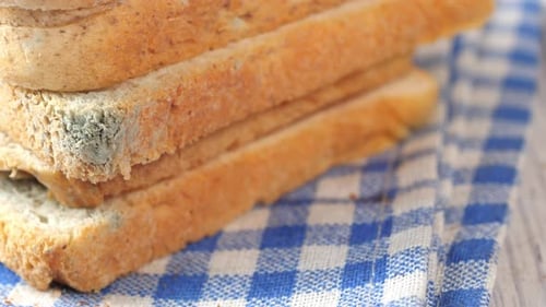 Brown Bread with Mildew