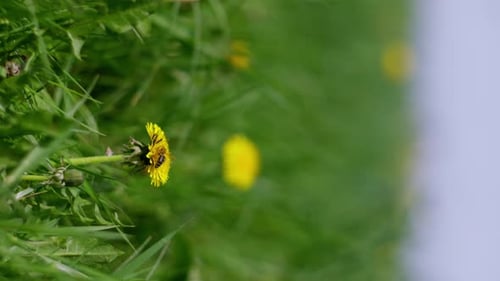 Bee Pollinating Dandelion in Green Field, Springtime