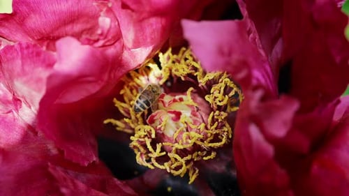 Honeybee Sitting Gathering Pollen From Pink Peony Flower at Spring Macro View
