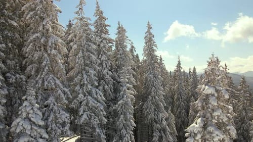 Aerial View of Tall Pine Trees Covered with Fresh Fallen Snow in Winter Mountain Forest on Cold