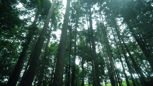 Beautiful trees in the forest. Camera movement inside the forest.