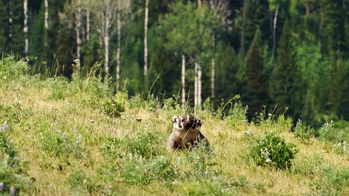 Alert badger observing surroundings in grassy Yellowstone clearing
