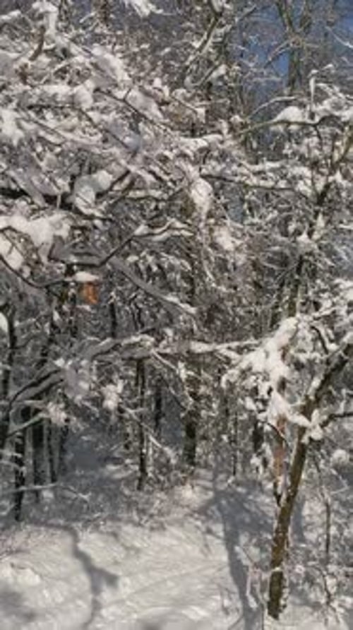 Beautiful Snow Winter Forest Slider Dolly Shot
