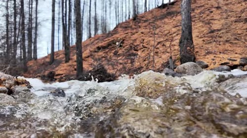 Water Flow in Spring Forest