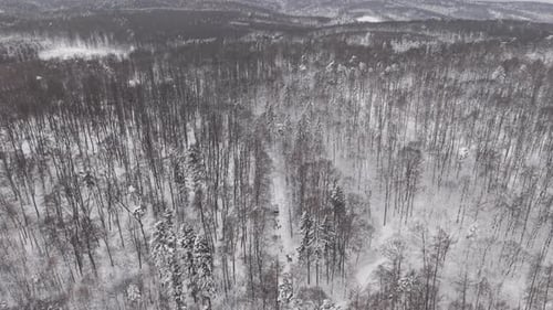 A wide aerial view captures a snow-covered forest stretching to the horizon in winter. A narrow