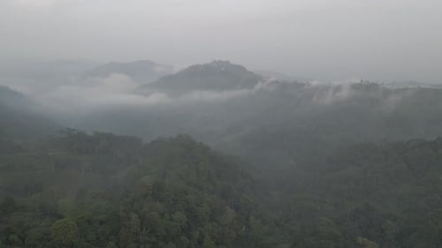Aerial Foggy green forest with canopies of spruce trees and sunrise rays shining through branches in