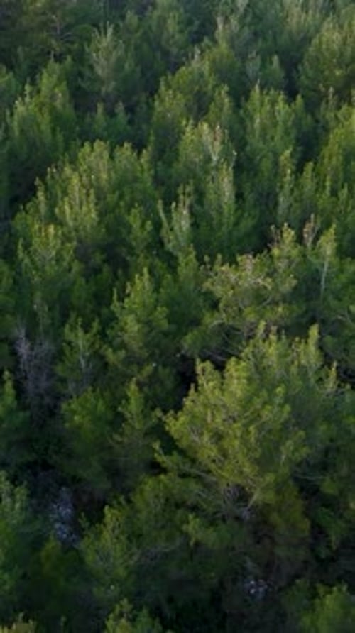 Vertical Video Skyline Serenity Aerial View of Mystical Green Forest Cinematic Drone Footage