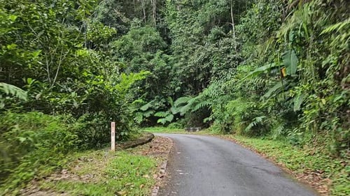 Driving on winding narrow road through rainforest. POV car drive on mountain road with dense foliage