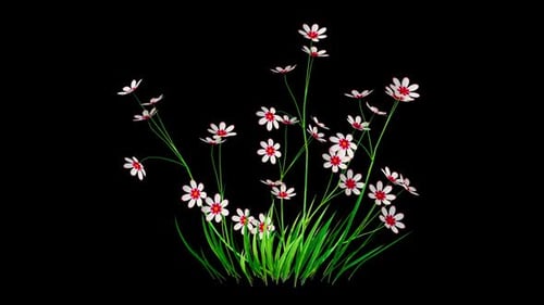 Flower Glade Growing Alpha Channel