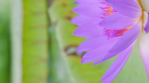 A Beautiful Lotus Flower Opened on the Water Nenuphar The Flowers are Listed in the Red Book