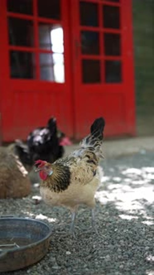 Chickens Near Red Building in a Rural Setting