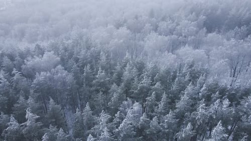 Tall Trees In Winter