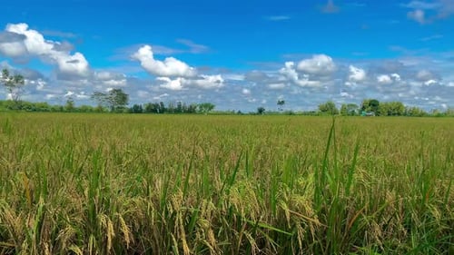 rice plants during the day