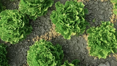 Fresh Green Lettuce Leaves Growing In Field