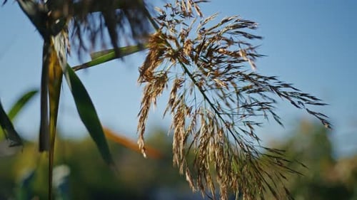 Pampas Grass Blowing in the Wind Outdoors
