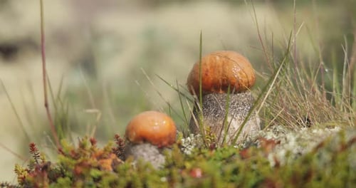 Beautiful boletus edulis mushroom in arctic tundra moss. White mushroom in Beautiful Nature Norway