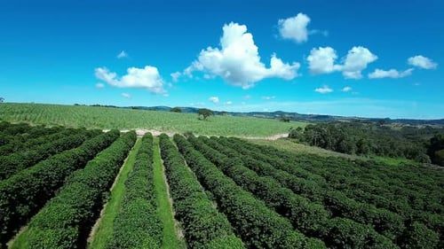 Plantation Field at Country Landscape in Rural Scene Countryside.
