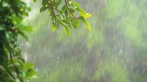Rain And Trees