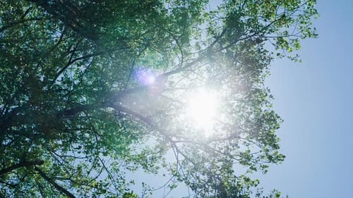 Sun Shining Through Leaves on Tree Branches