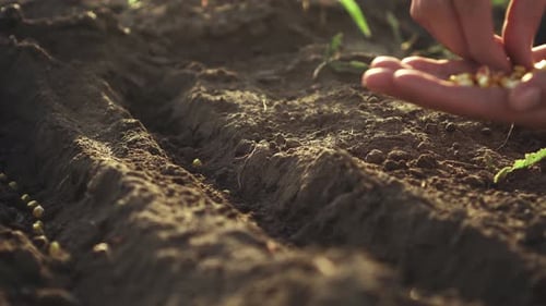 Agronomist Farmer Planting Sows Plantation Field Of Grain In The Soil For Germination Of Crops