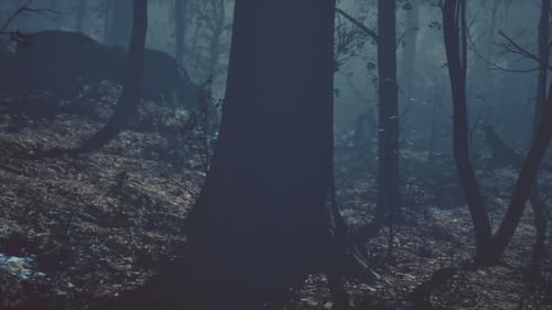 Panoramic View of the Majestic Evergreen Forest in a Morning Fog