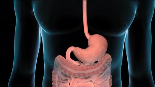 Human Digestive System Medical Animation with Labels