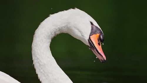Close up shot of a Swan shaking off water and cleaning its feathers. Slow motion.
