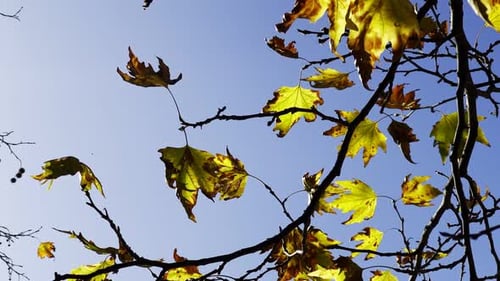 Yellow Leaves Against Blue Sky During Daytime
