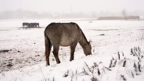 Horse Grazing in Snow Covered Field