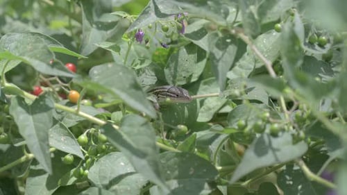 Tête d'un grand psammodrome gris et noir à rayures jaunes sur une plante en attente de nourriture