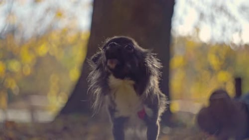 Closeup of a Barking Dog Standing on a Yellow Leaf in the Park