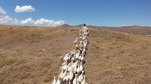 Vue aérienne d'un troupeau de moutons avançant avec un berger sur la rive du lac