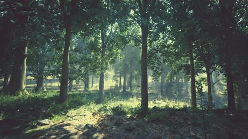 A Lush and Vibrant Forest with a Dense Canopy of Trees and Lush Green Grass