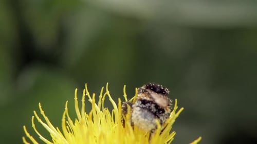 A macro close up shot of a bumble bee on a yellow flower searching for food.
